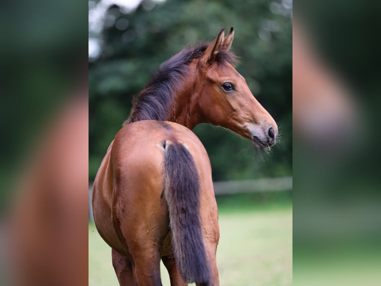 Hannoveraan Merrie veulen (03/2024) 170 cm Bruin in Rickling