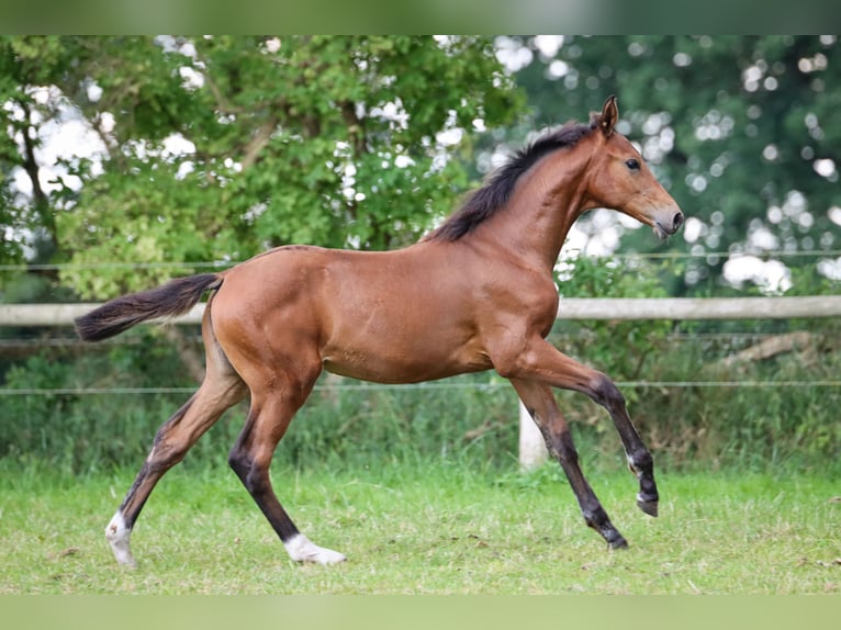 Hannoveraan Merrie veulen (03/2024) 170 cm Bruin in Rickling