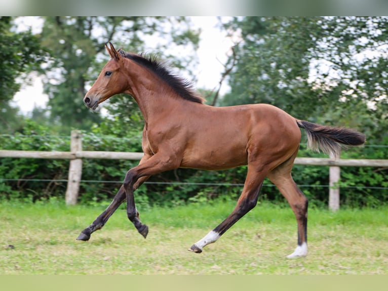 Hannoveraan Merrie veulen (03/2024) 170 cm Bruin in Rickling