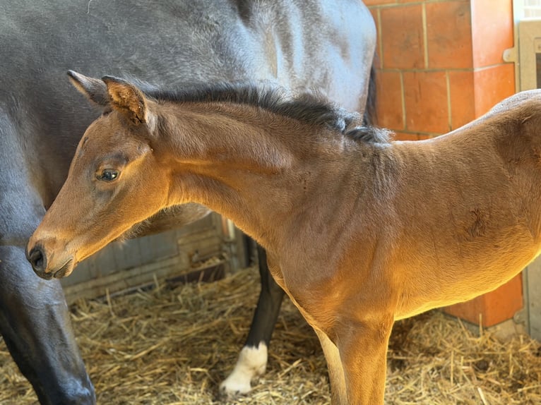 Hannoveraan Merrie Veulen (03/2026) 170 cm Bruin in Velpke
