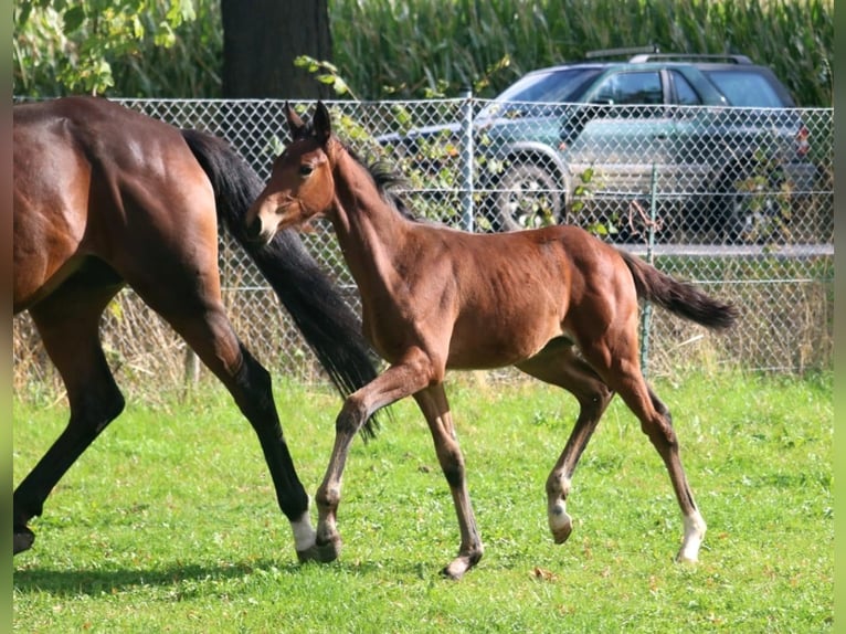 Hannoveraan Merrie Veulen (06/2026) 170 cm Bruin in Obernkirchen