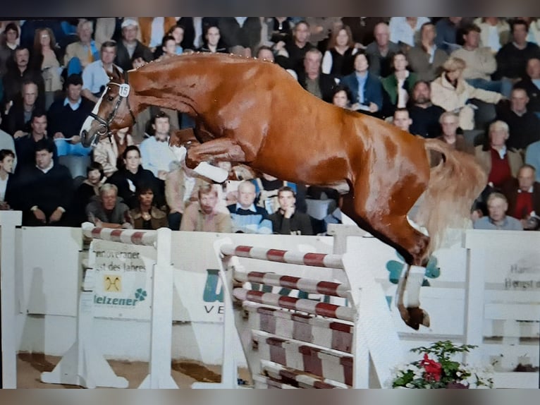 Hannoveraan Merrie veulen (05/2024) 170 cm Bruin in Hesel