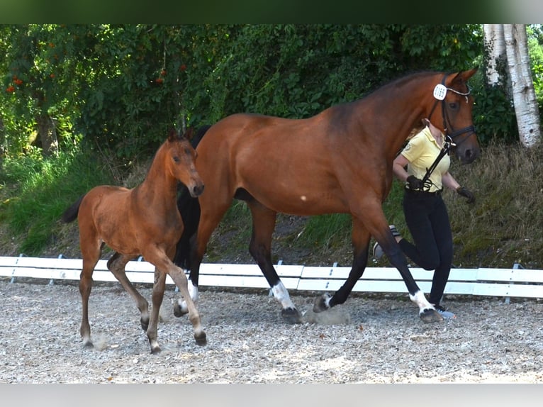 Hannoveraan Merrie veulen (05/2024) 170 cm Bruin in Hesel