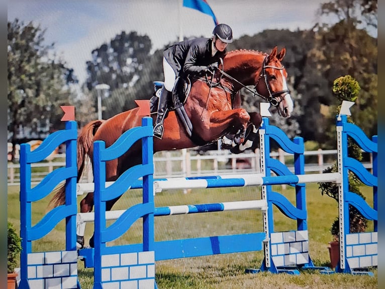 Hannoveraan Merrie veulen (05/2024) 170 cm Bruin in Hesel