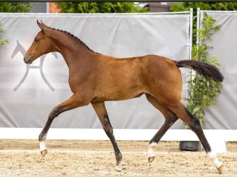 Hannoveraan Merrie veulen (05/2024) 170 cm Bruin in Hesel