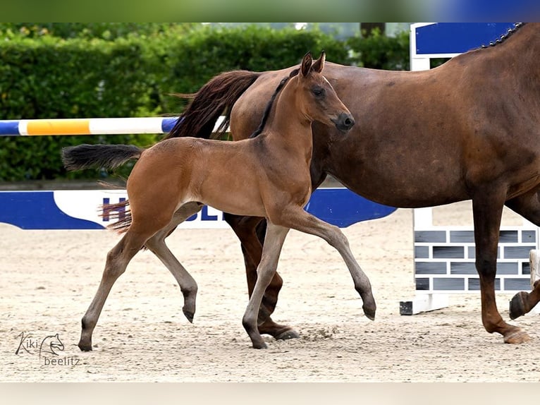 Hannoveraan Merrie Veulen (06/2026) 170 cm Donkerbruin in Drochtersen
