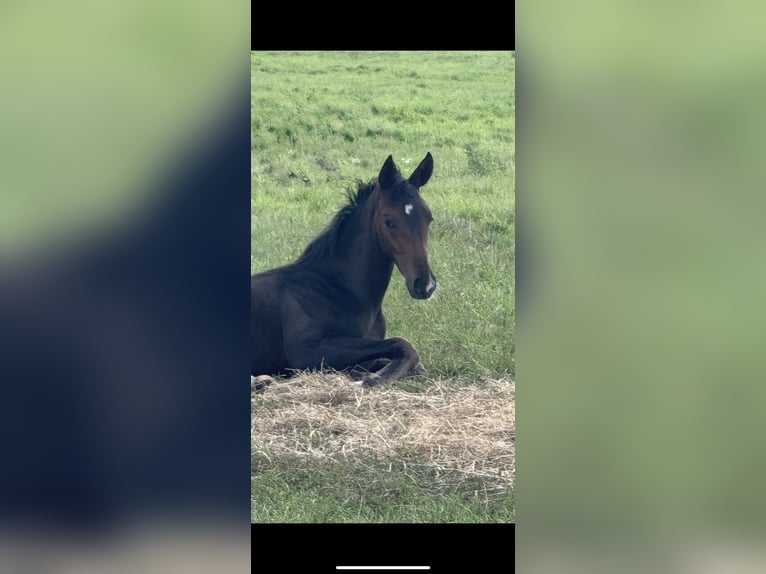 Hannoveraan Merrie Veulen (04/2025) 170 cm Donkerbruin in Langwedel