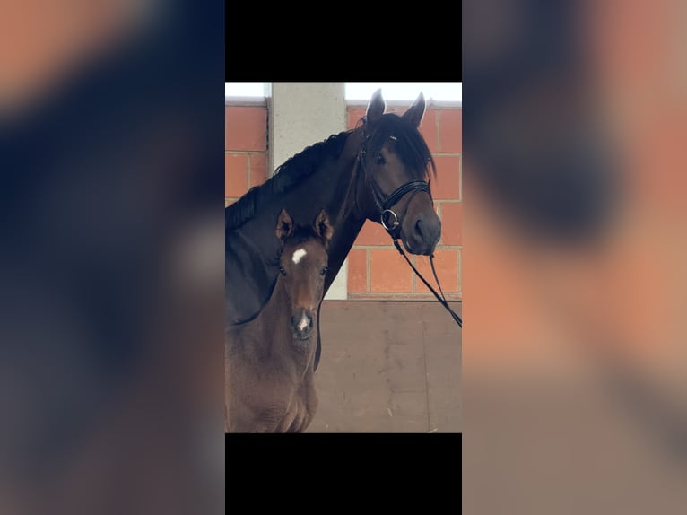 Hannoveraan Merrie Veulen (04/2025) 170 cm Donkerbruin in Langwedel