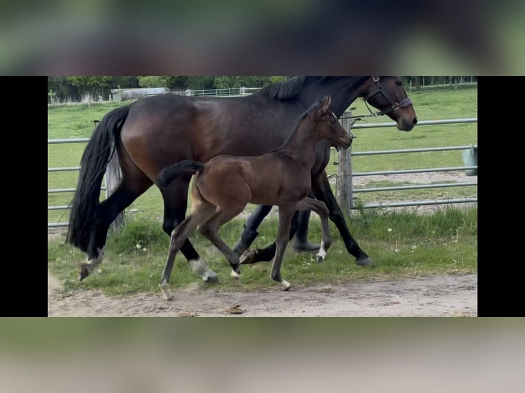 Hannoveraan Merrie Veulen (04/2025) 170 cm Donkerbruin in Langwedel