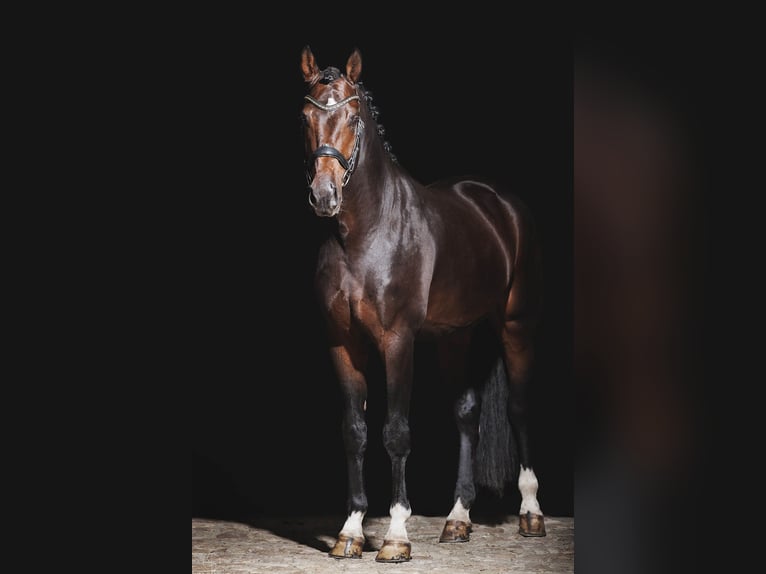 Hannoveraan Merrie veulen (05/2024) 170 cm Donkerbruin in Lautertal