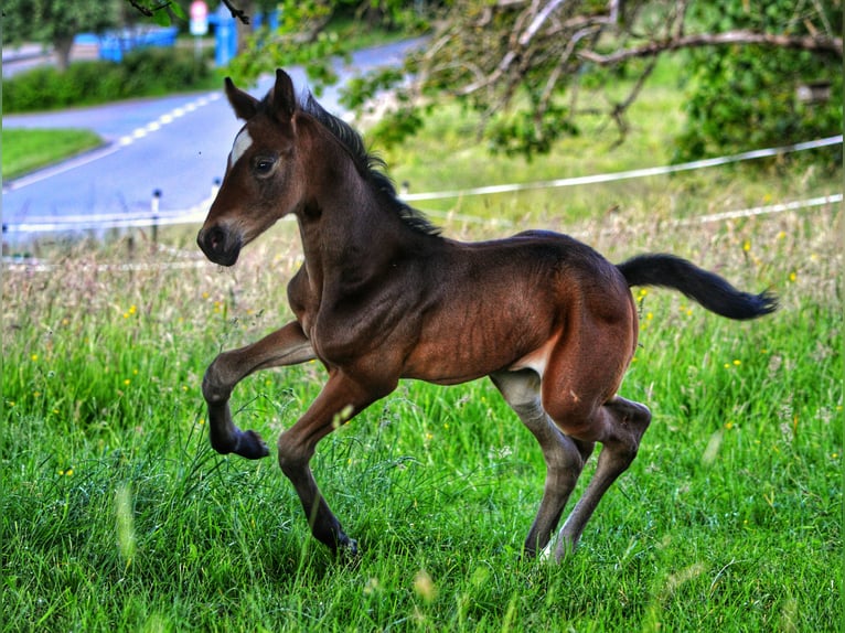 Hannoveraan Merrie veulen (05/2024) 170 cm Donkerbruin in Lautertal