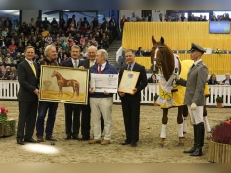 Hannoveraan Merrie veulen (05/2024) 170 cm Donkerbruin in Lautertal