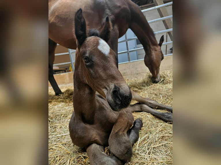 Hannoveraan Merrie veulen (05/2024) 170 cm Donkerbruin in Lautertal