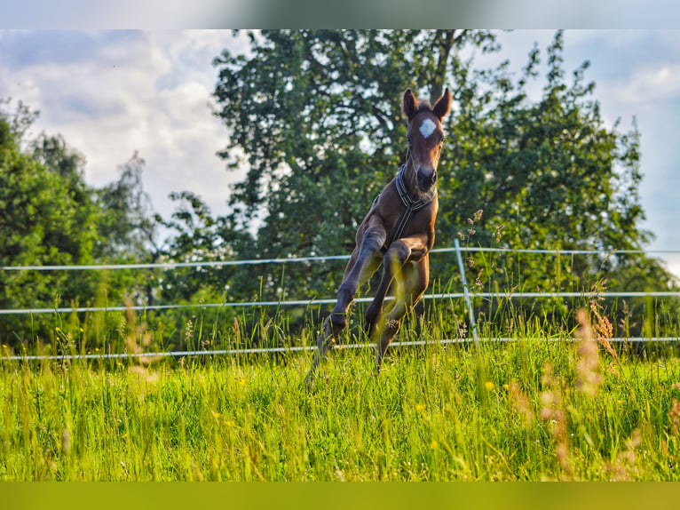 Hannoveraan Merrie veulen (05/2024) 170 cm Donkerbruin in Lautertal