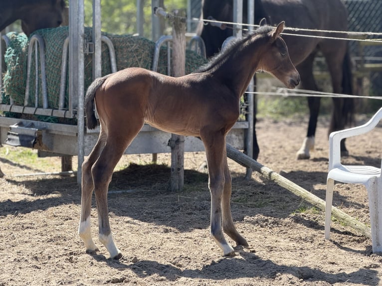 Hannoveraan Merrie Veulen (04/2026) 170 cm Donkerbruin in Velpke