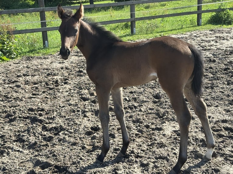 Hannoveraan Merrie Veulen (05/2025) 170 cm Donkerbruin in Niendorf