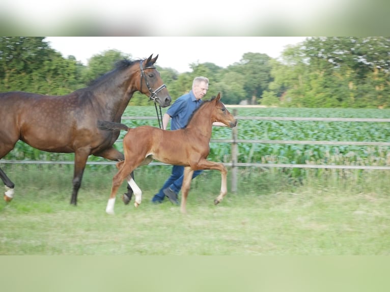 Hannoveraan Merrie Veulen (05/2025) 170 cm Donkerbruin in D&#xF6;tlingen