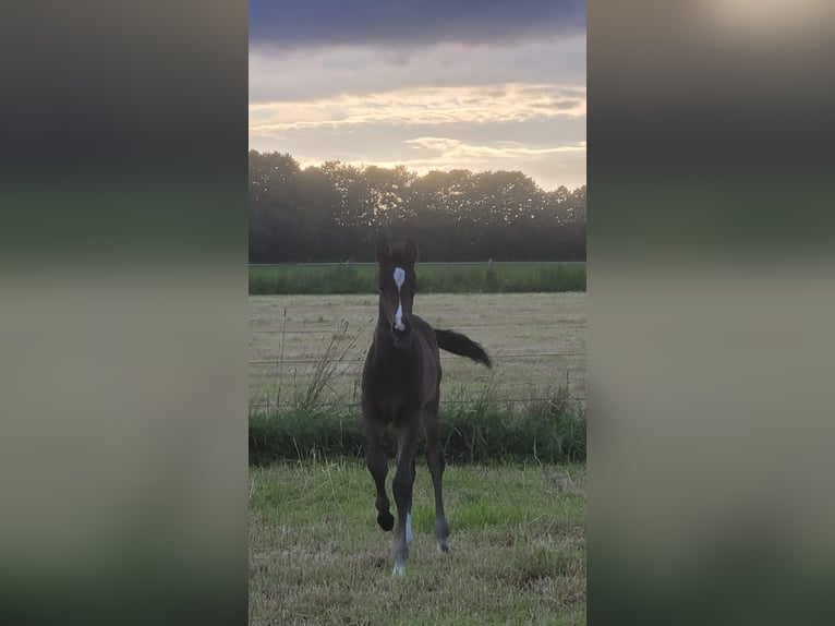 Hannoveraan Merrie veulen (05/2024) 170 cm Donkerbruin in Sögel