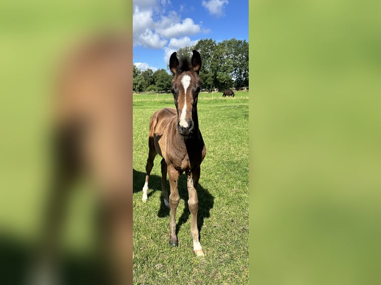 Hannoveraan Merrie veulen (05/2024) 170 cm Donkerbruin in Sögel