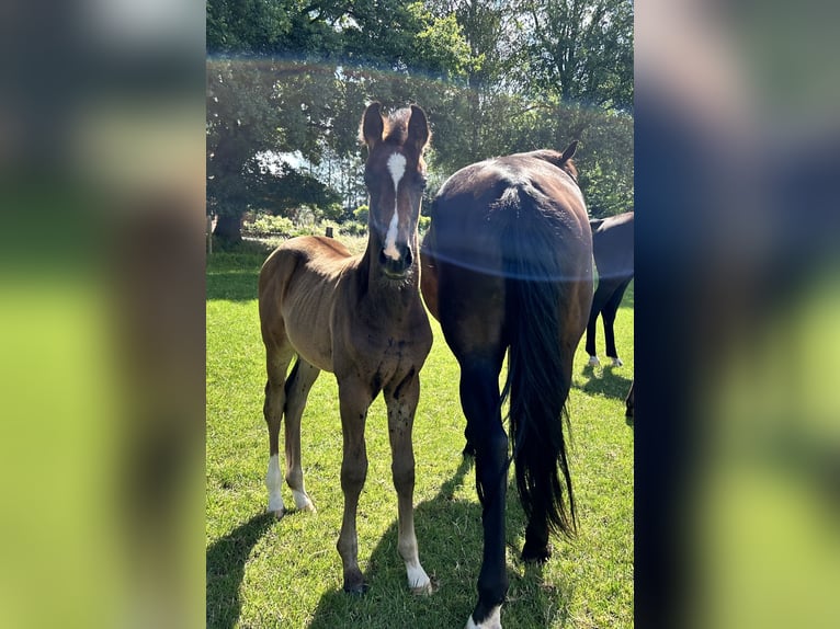 Hannoveraan Merrie veulen (05/2024) 170 cm Donkerbruin in Sögel