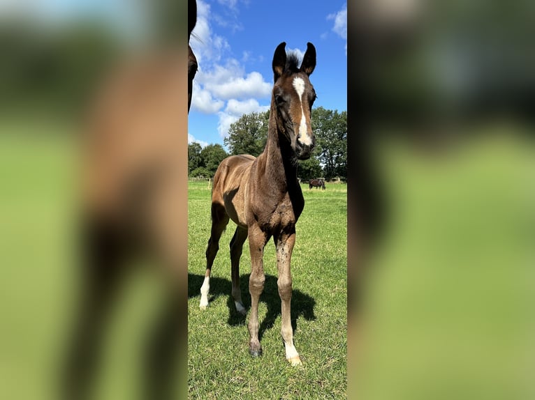 Hannoveraan Merrie veulen (05/2024) 170 cm Donkerbruin in Sögel