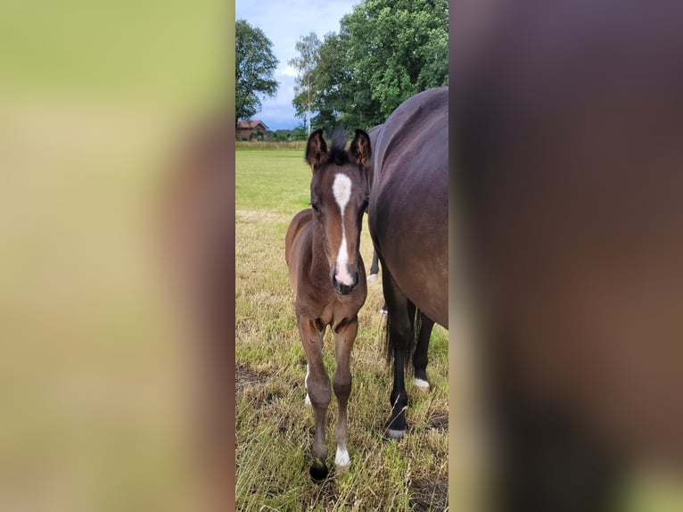 Hannoveraan Merrie veulen (05/2024) 170 cm Donkerbruin in Sögel