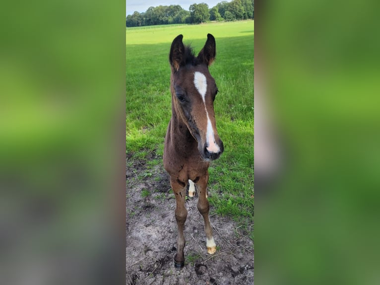 Hannoveraan Merrie veulen (05/2024) 170 cm Donkerbruin in Sögel