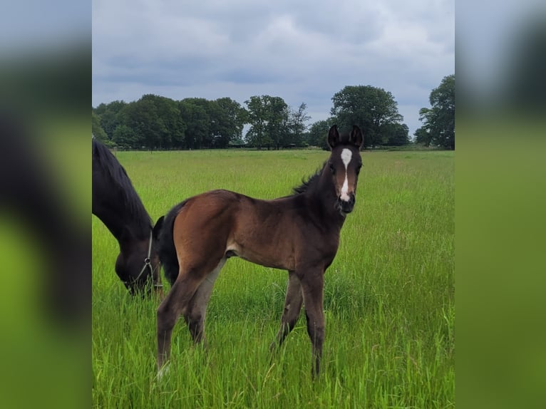 Hannoveraan Merrie veulen (05/2024) 170 cm Donkerbruin in Sögel