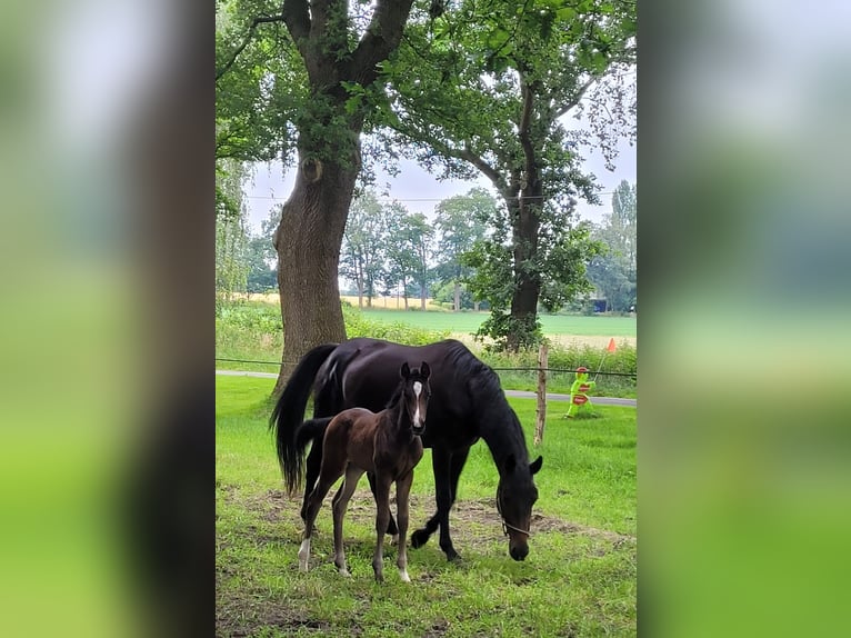 Hannoveraan Merrie veulen (05/2024) 170 cm Donkerbruin in Sögel