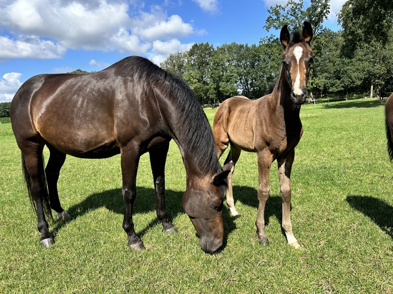 Hannoveraan Merrie veulen (05/2024) 170 cm Donkerbruin in Sögel