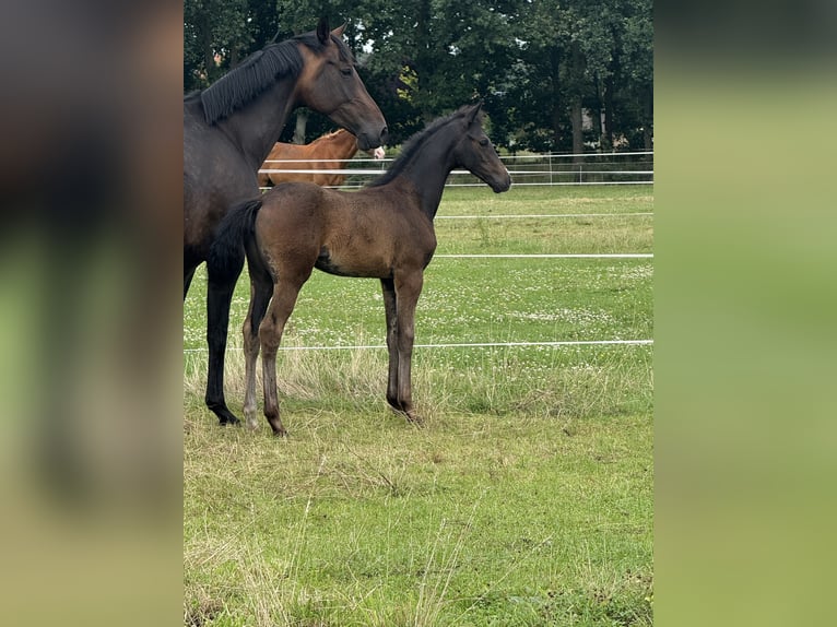 Hannoveraan Merrie Veulen (05/2025) 170 cm Donkerbruin in Trebel