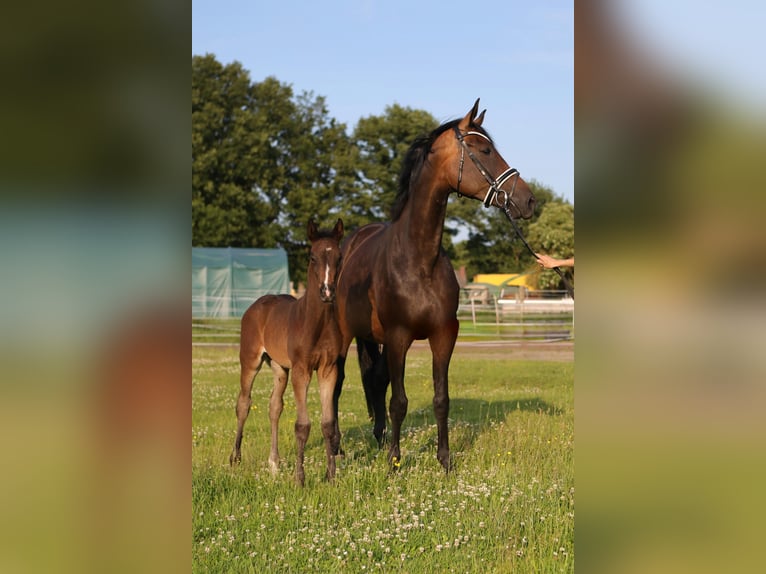 Hannoveraan Merrie Veulen (05/2025) 170 cm Donkerbruin in Trebel