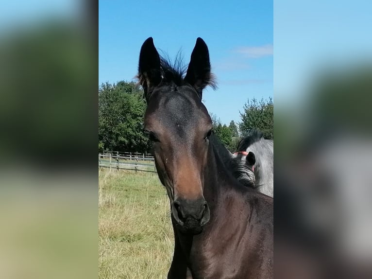 Hannoveraan Merrie veulen (06/2024) 170 cm Donkerbruin in Kempen