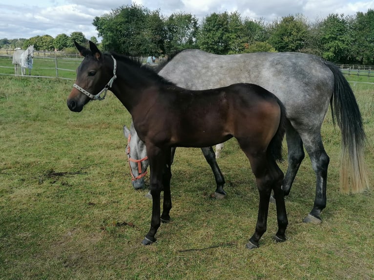 Hannoveraan Merrie veulen (06/2024) 170 cm Donkerbruin in Kempen