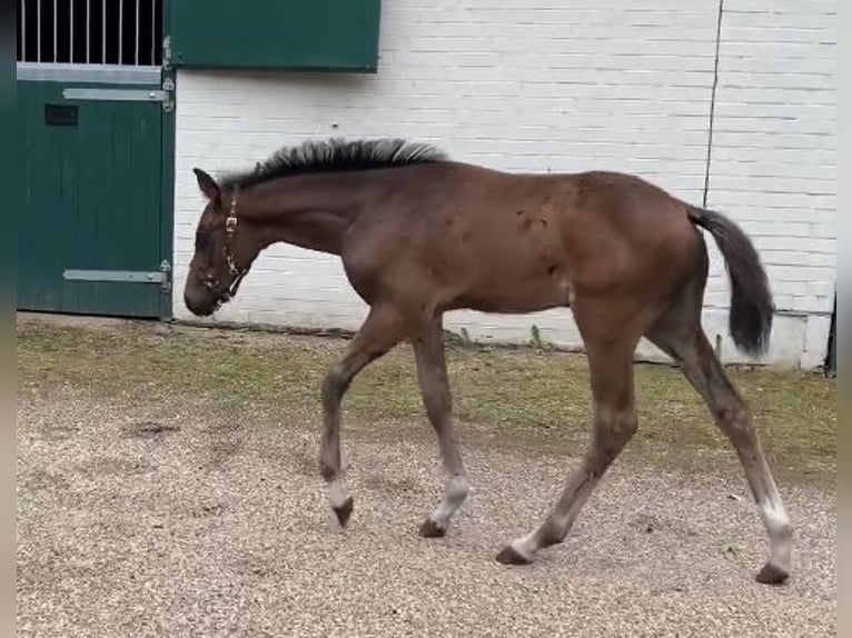 Hannoveraan Merrie  170 cm Donkerbruin in Wietzendorf