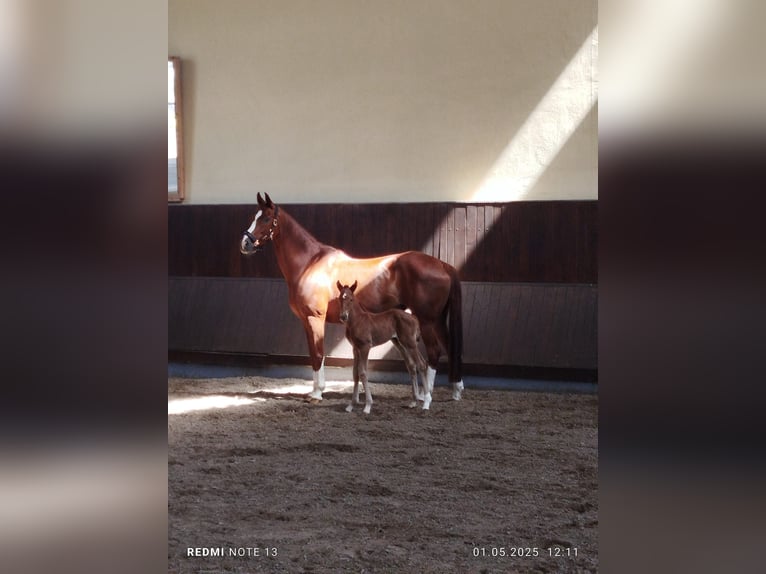 Hannoveraan Merrie  170 cm Donkere-vos in Alpen