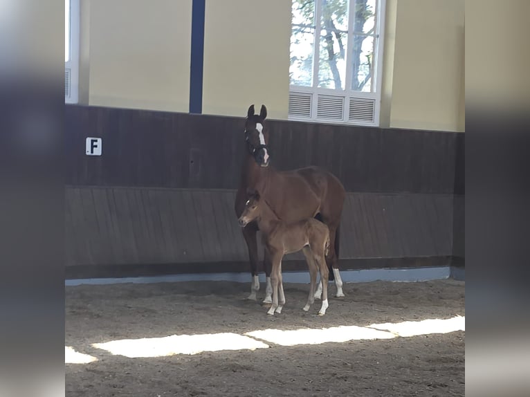 Hannoveraan Merrie  170 cm Donkere-vos in Alpen