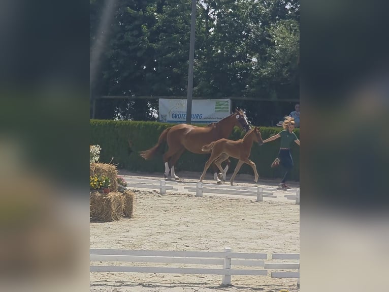 Hannoveraan Merrie  170 cm Donkere-vos in Alpen