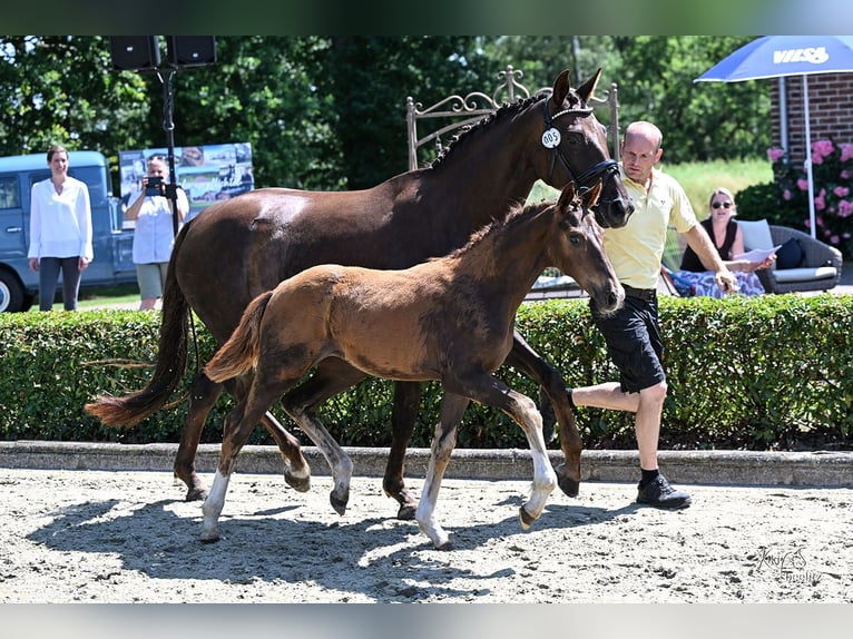 Hannoveraan Merrie Veulen (03/2026) 170 cm Donkere-vos in Oyten