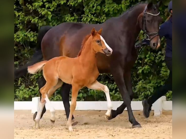 Hannoveraan Merrie  170 cm Donkere-vos in Oebisfelde