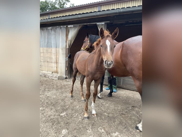 Hannoveraan Merrie Veulen (05/2025) 170 cm Donkere-vos in Gusborn