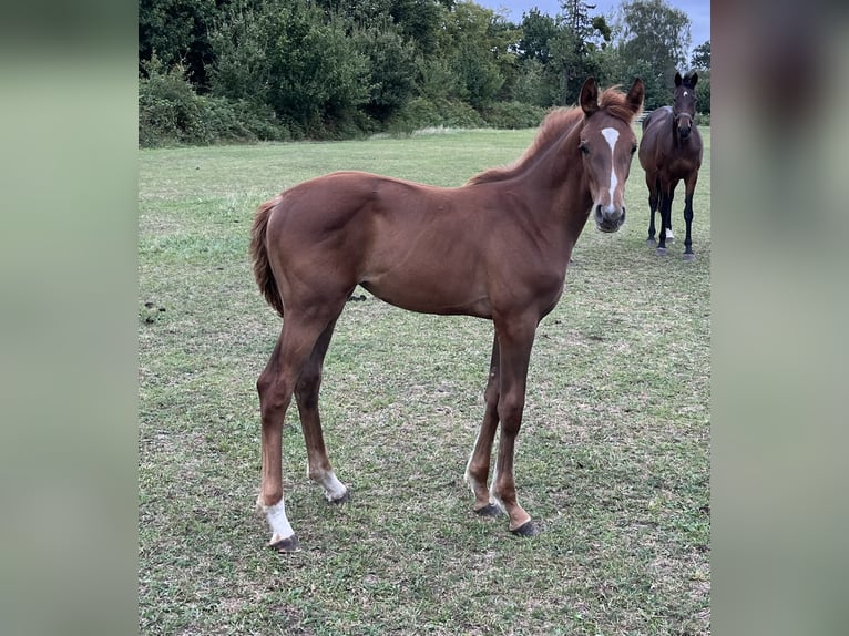 Hannoveraan Merrie Veulen (04/2026) 170 cm Donkere-vos in Obernkirchen