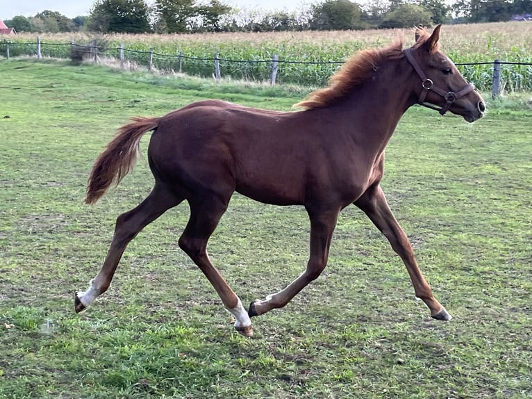 Hannoveraan Merrie Veulen (04/2026) 170 cm Donkere-vos in Obernkirchen