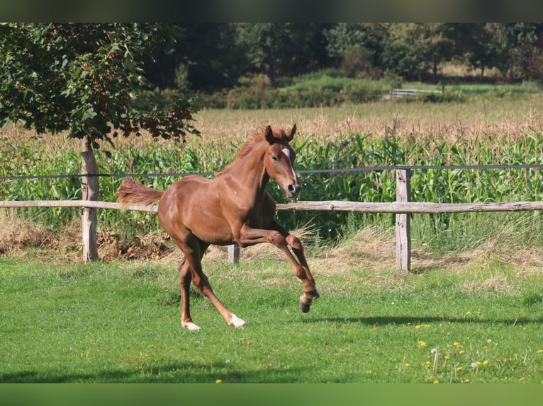 Hannoveraan Merrie Veulen (04/2026) 170 cm Donkere-vos in Obernkirchen