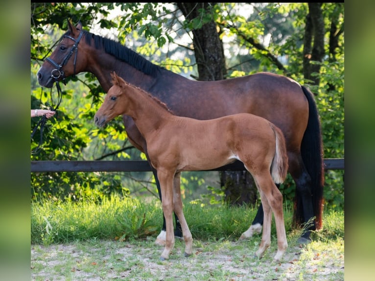 Hannoveraan Merrie veulen (05/2024) 170 cm Donkere-vos in Gladenbach