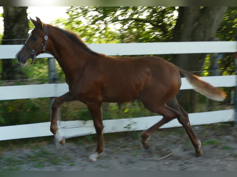 Hannoveraan Merrie veulen (03/2024) 170 cm Donkere-vos in Greifenstein