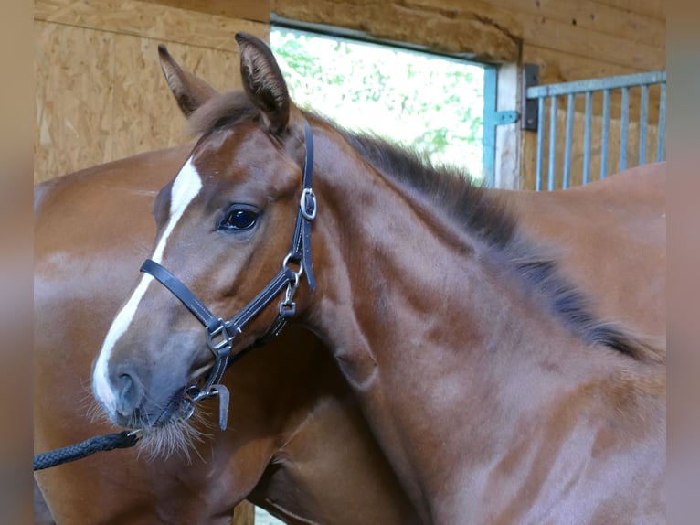 Hannoveraan Merrie veulen (03/2024) 170 cm Donkere-vos in Greifenstein