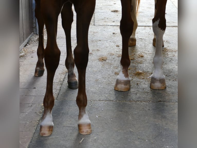 Hannoveraan Merrie veulen (03/2024) 170 cm Donkere-vos in Greifenstein