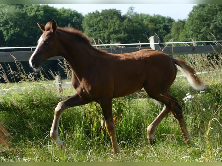 Hannoveraan Merrie veulen (03/2024) 170 cm Donkere-vos in Greifenstein