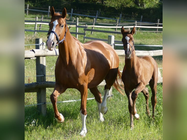 Hannoveraan Merrie veulen (03/2024) 170 cm Donkere-vos in Greifenstein